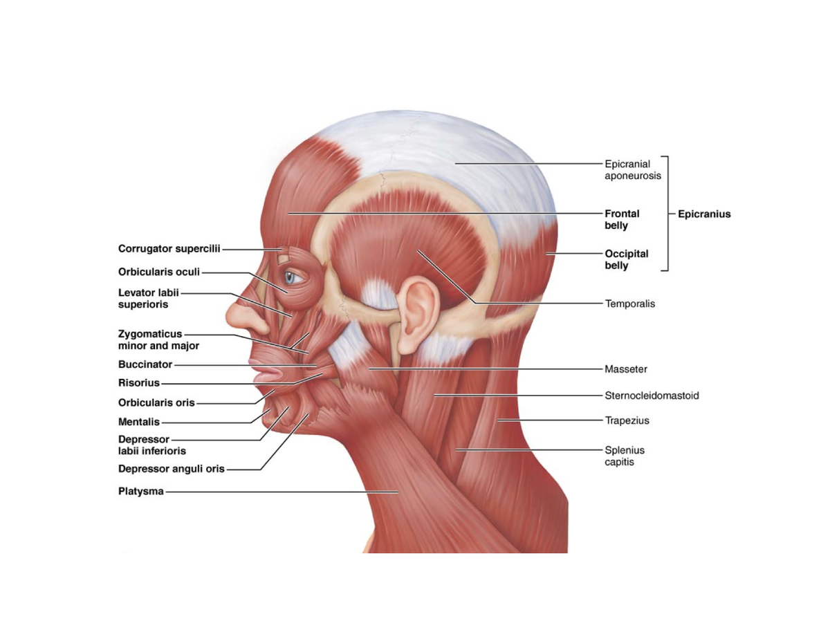 ANP Unit 2 Diagram Textbook Readings MUSCLES OF THE HEAD