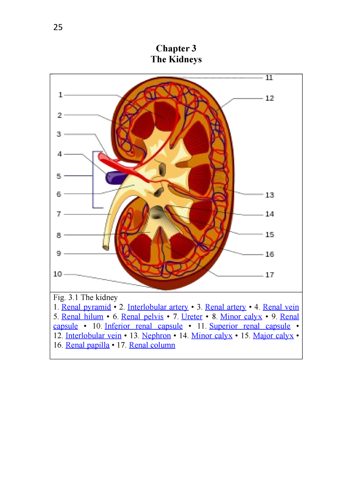 5178-Chapter 3 The Kidneys - Chapter 3 The Kidneys Fig. 3 The Kidney ...