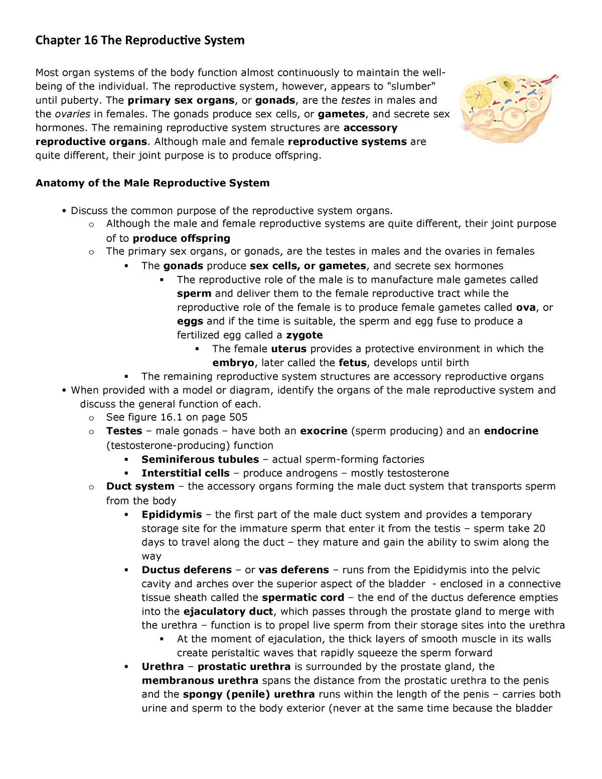 Chapter 16 The Reproductive System - Chapter 16 The Reproductive System ...