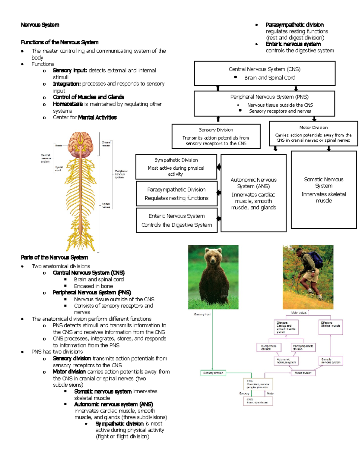 386536914 Nervous System Notes - Nervous System Functions of the ...