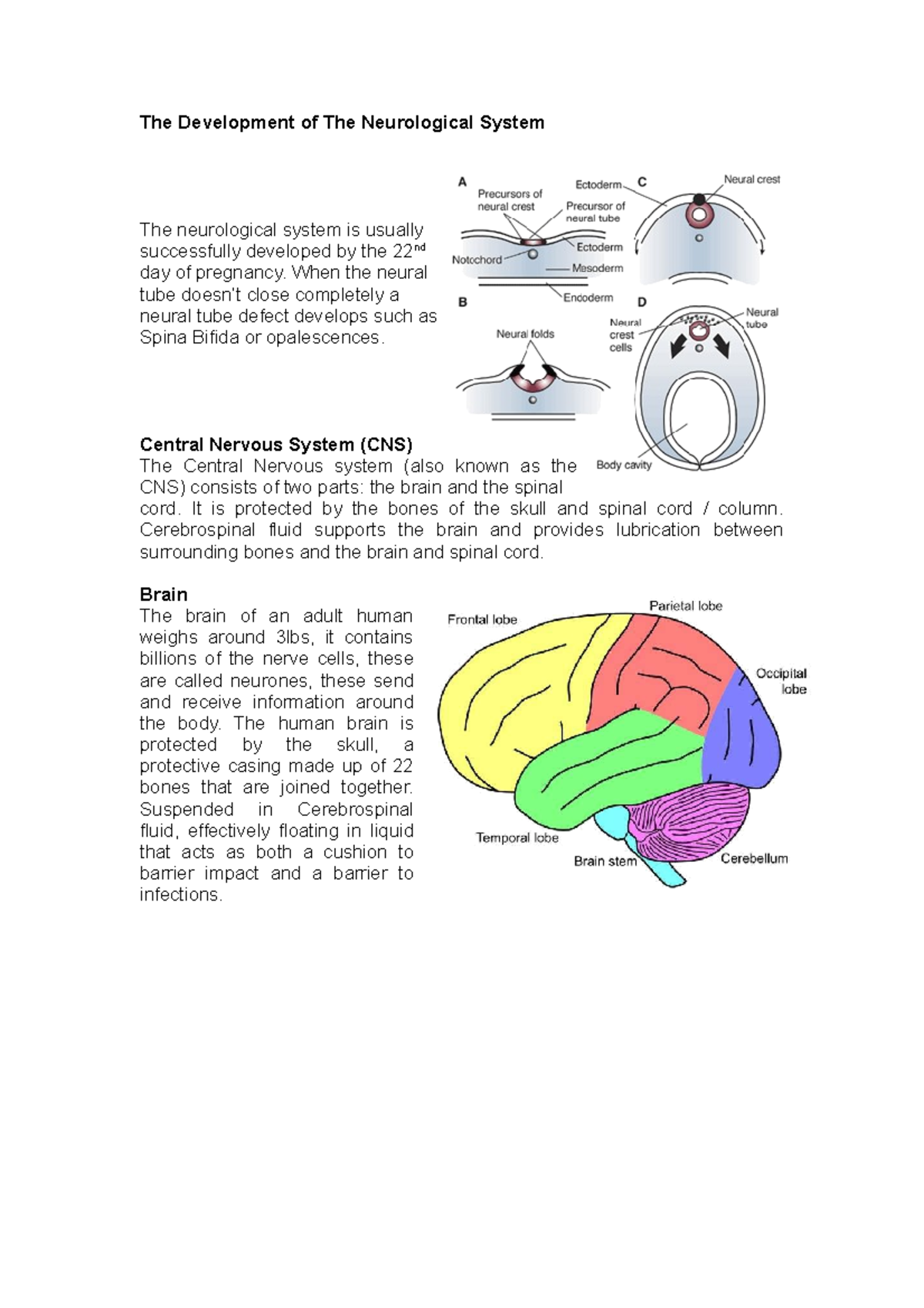 The Development of The Neurological System - When the neural tube doesn ...