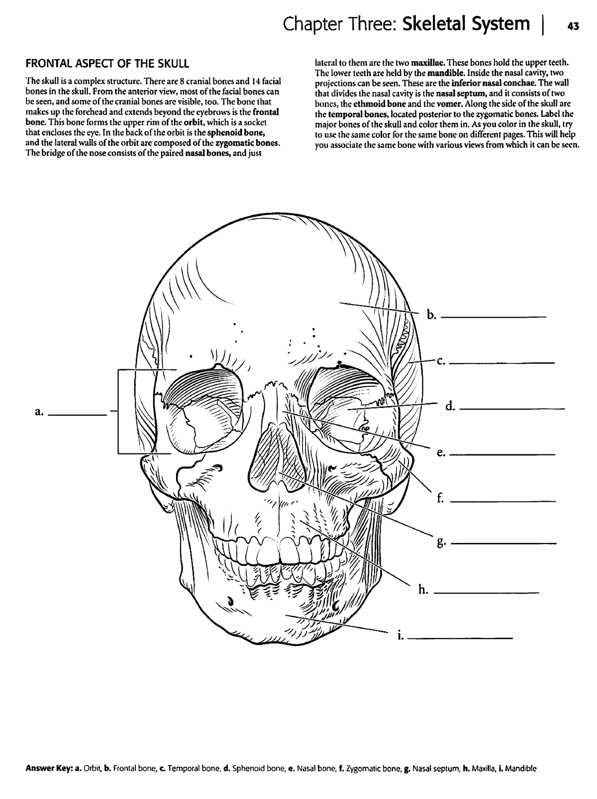 Skull Labeling Worksheet 2 - BSC 2085C - Studocu