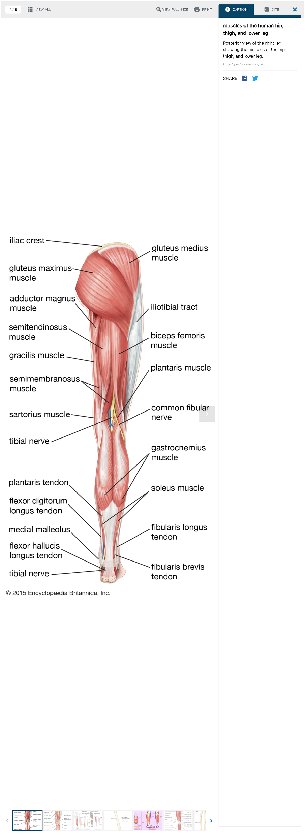 Leg, Definition, Bones, Muscles, & Facts