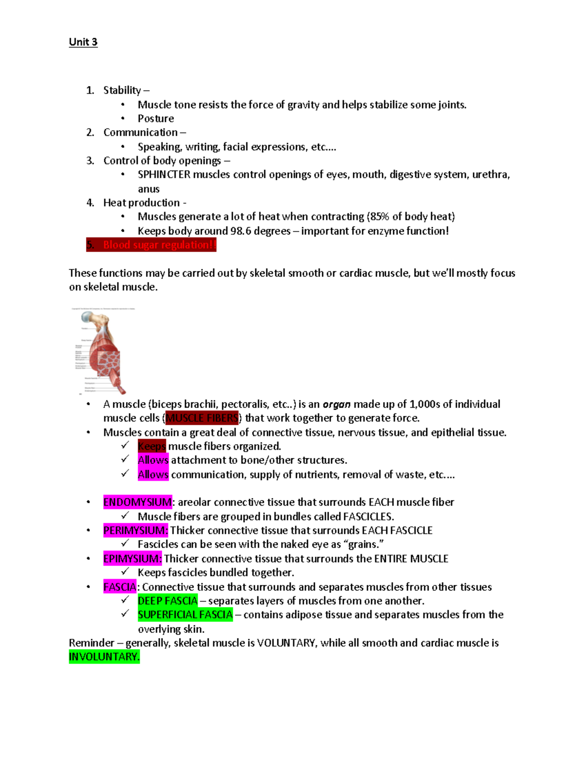 AP 1 Unit 3 Notes - Unit 3 Stability – Muscle tone resists the force of ...