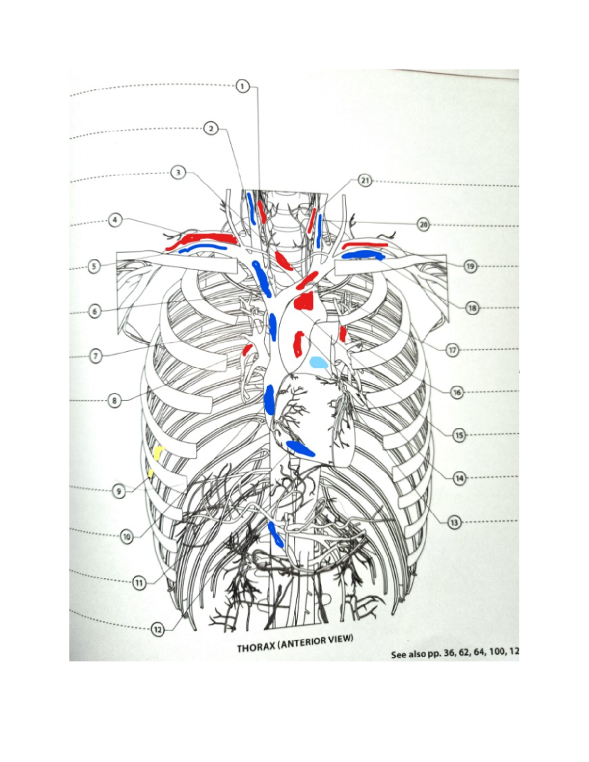 Thoracic - Comprehensive notes. - History of Architecture I - Studocu