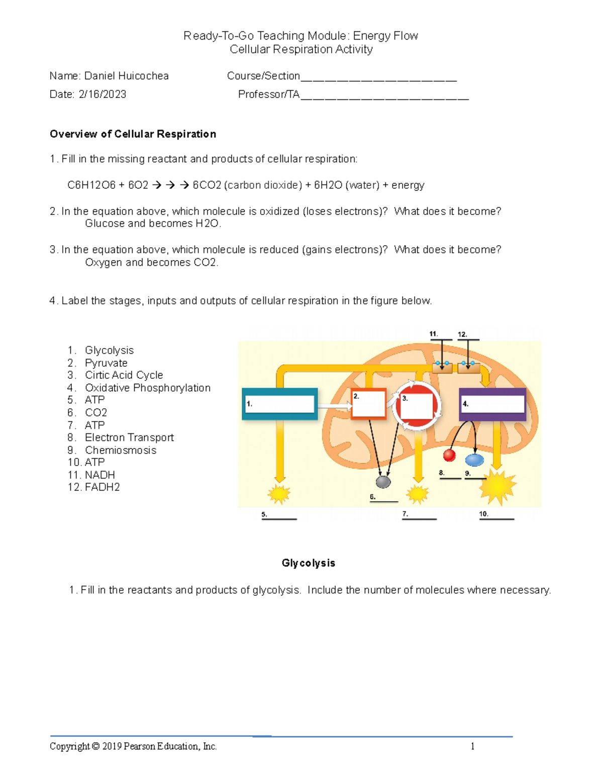 Cellular Respiration Activity - In the equation above, which molecule ...