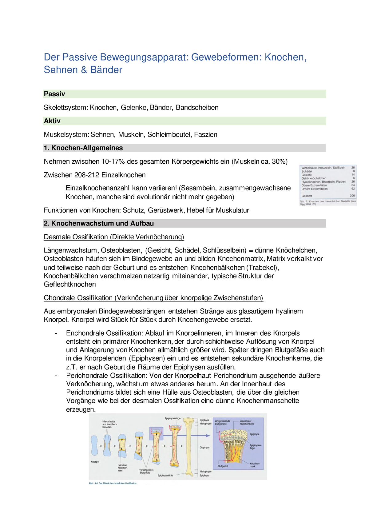 Der Passive Bewegungsapparat Zwischen Einzelknochen