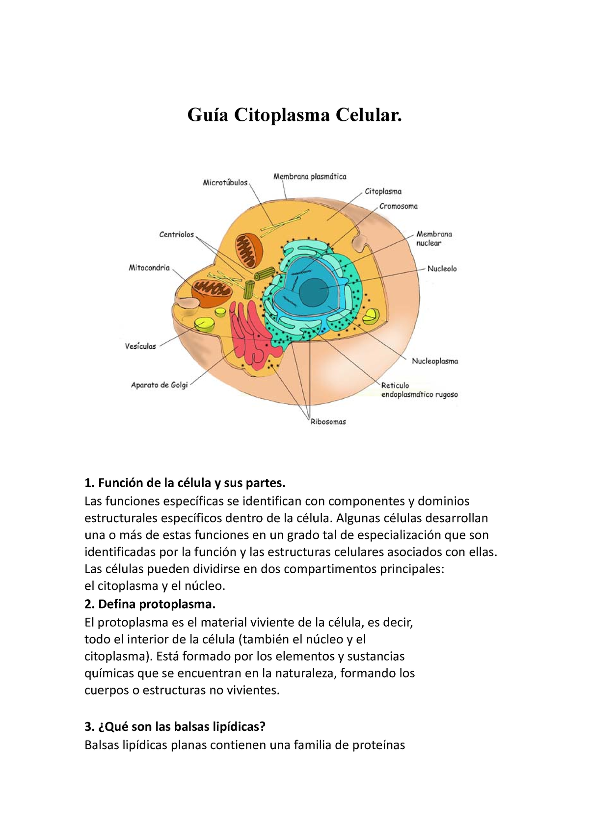 Citoplasma Celular - Guia De Preguntas - Guía Citoplasma Celular ...