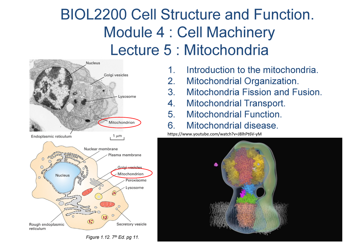 BIOL2200 Module 1 - Lecture 5 - Mitochondria - BIOL2200 Cell Structure ...