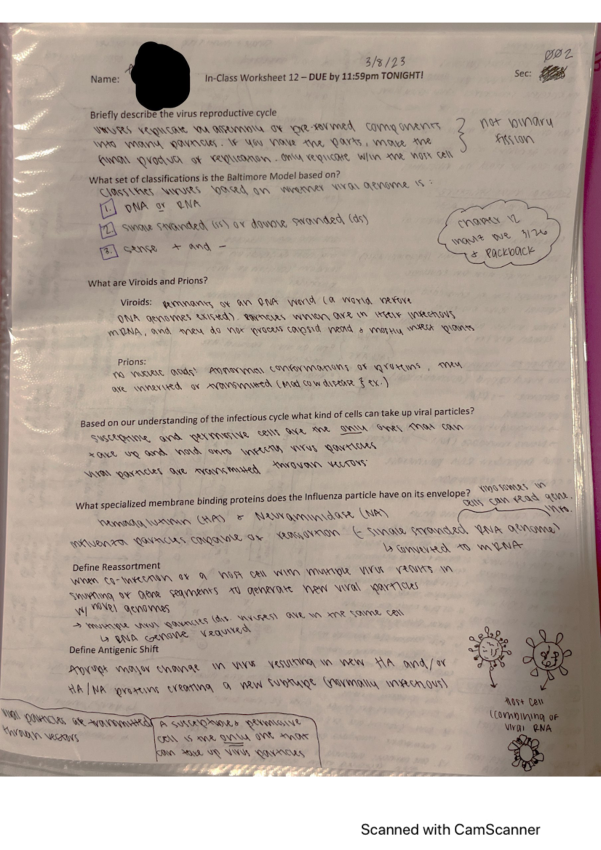 BIO205 In-Class Worksheet 12 + Lecture Notes - BIO 205 - Studocu