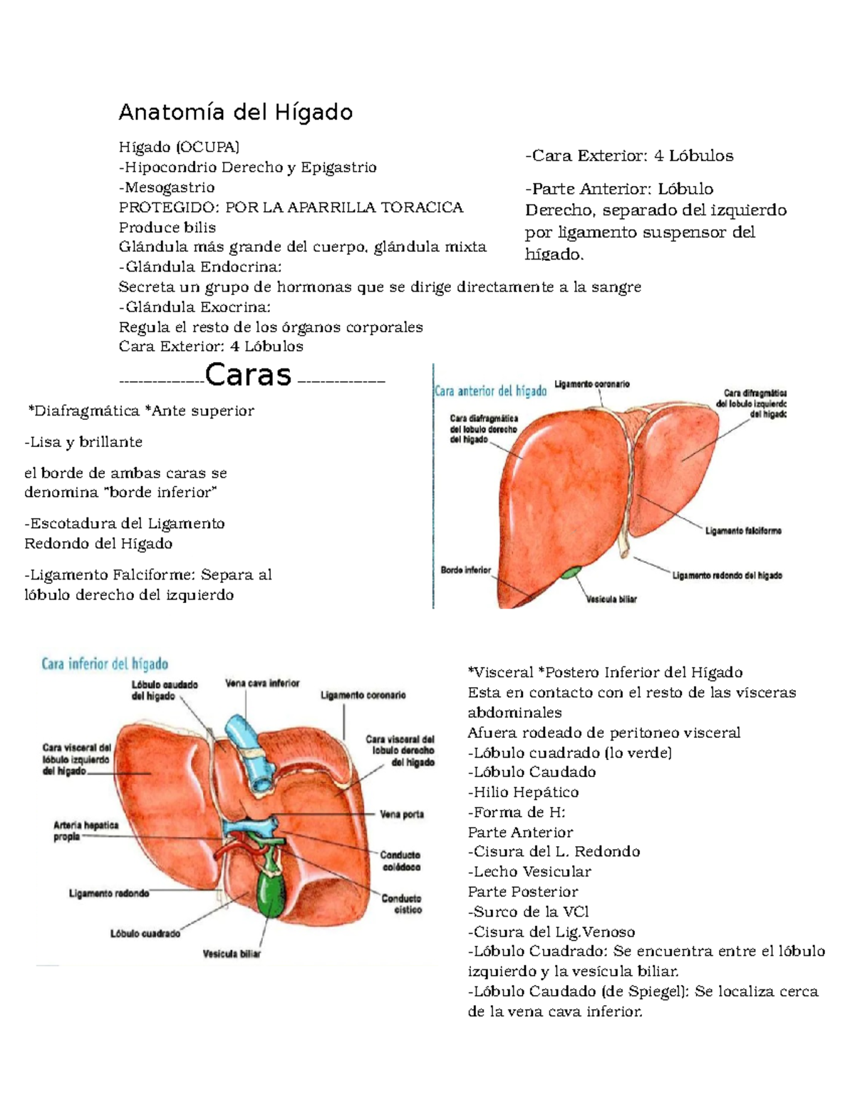 anatomia del higado