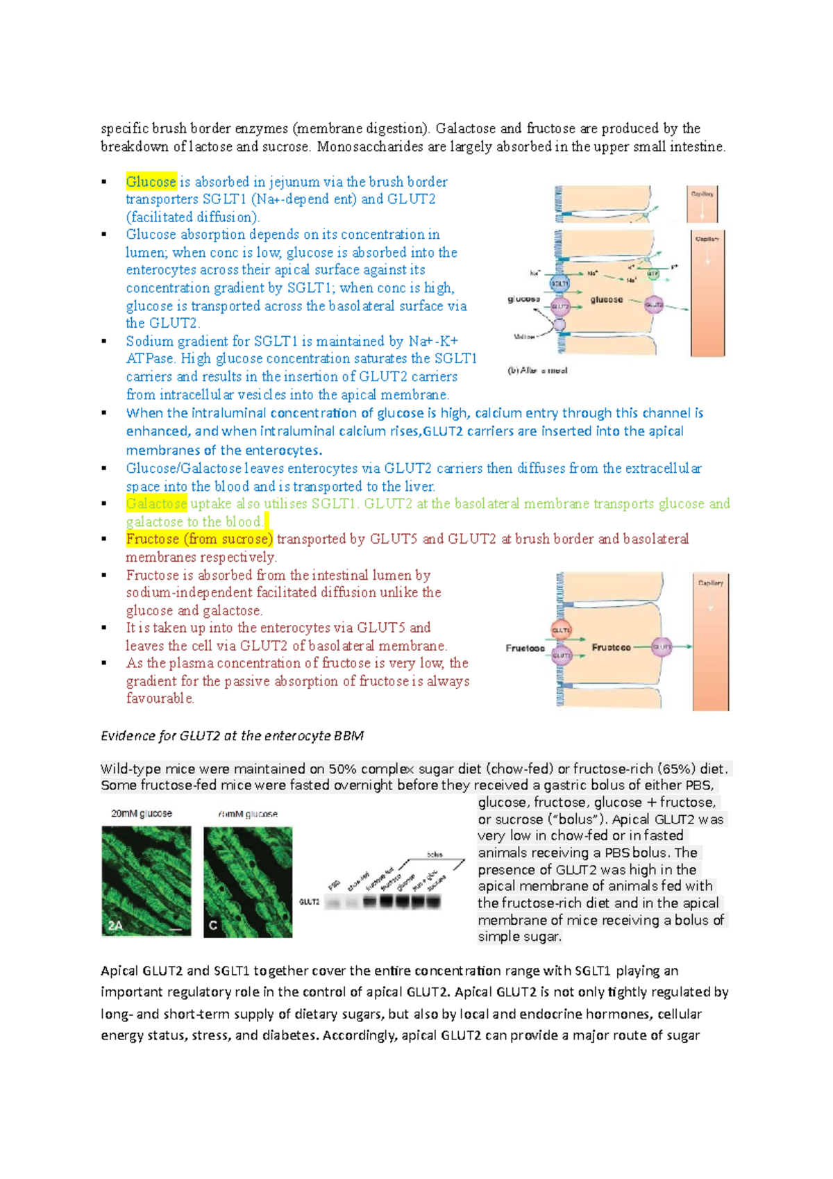 Protein absorption GI tract specific brush border enzymes (membrane