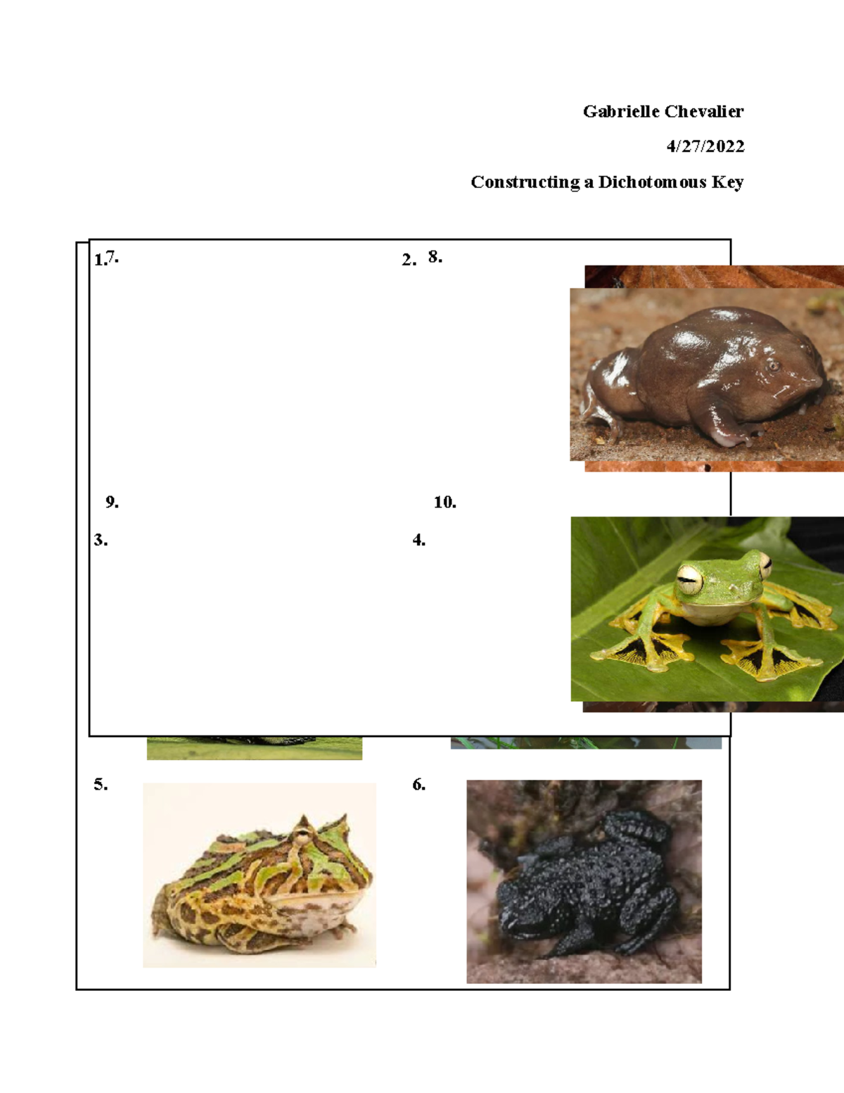 Making A Dichotomous Key, SBI3U - Gabrielle Chevalier 4/27 ...