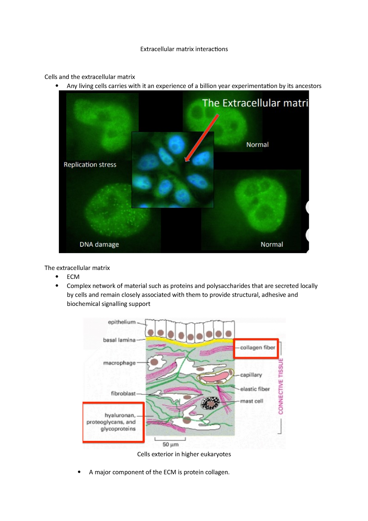 Extracellular Matrix Interactions - Collagen Proteins Are Modified ...