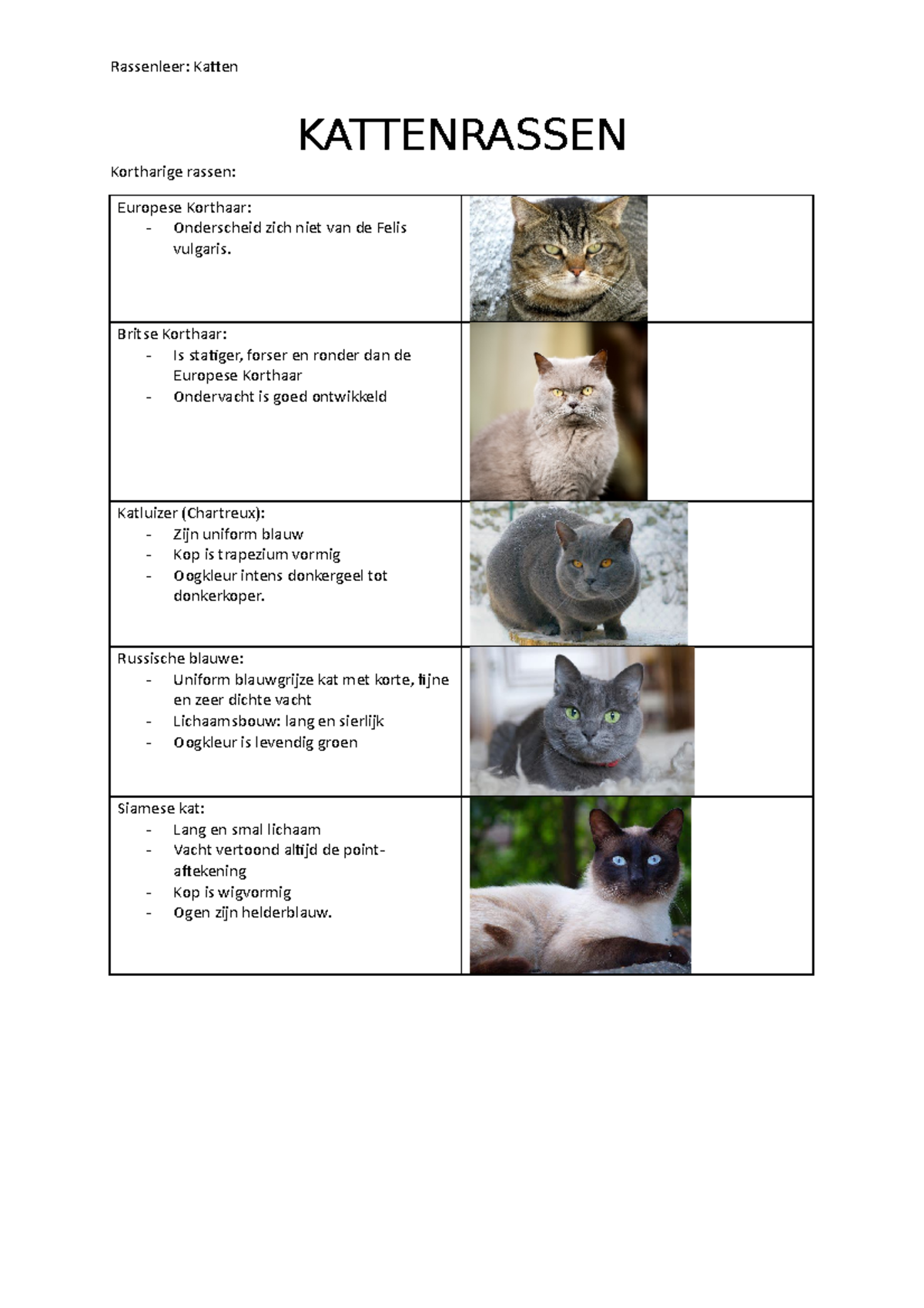 Kattenrassen - KATTENRASSEN Kortharige rassen: Europese Korthaar ...