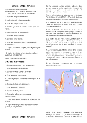 Sistema Auditivo Neuroanatomia 1 Studocu