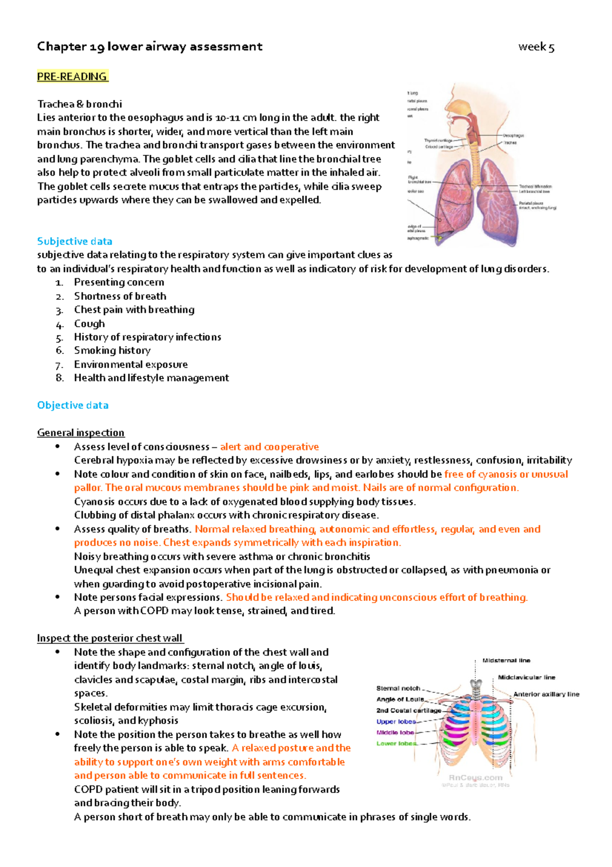 Lower airway assessment week 5 - the right main bronchus is shorter ...