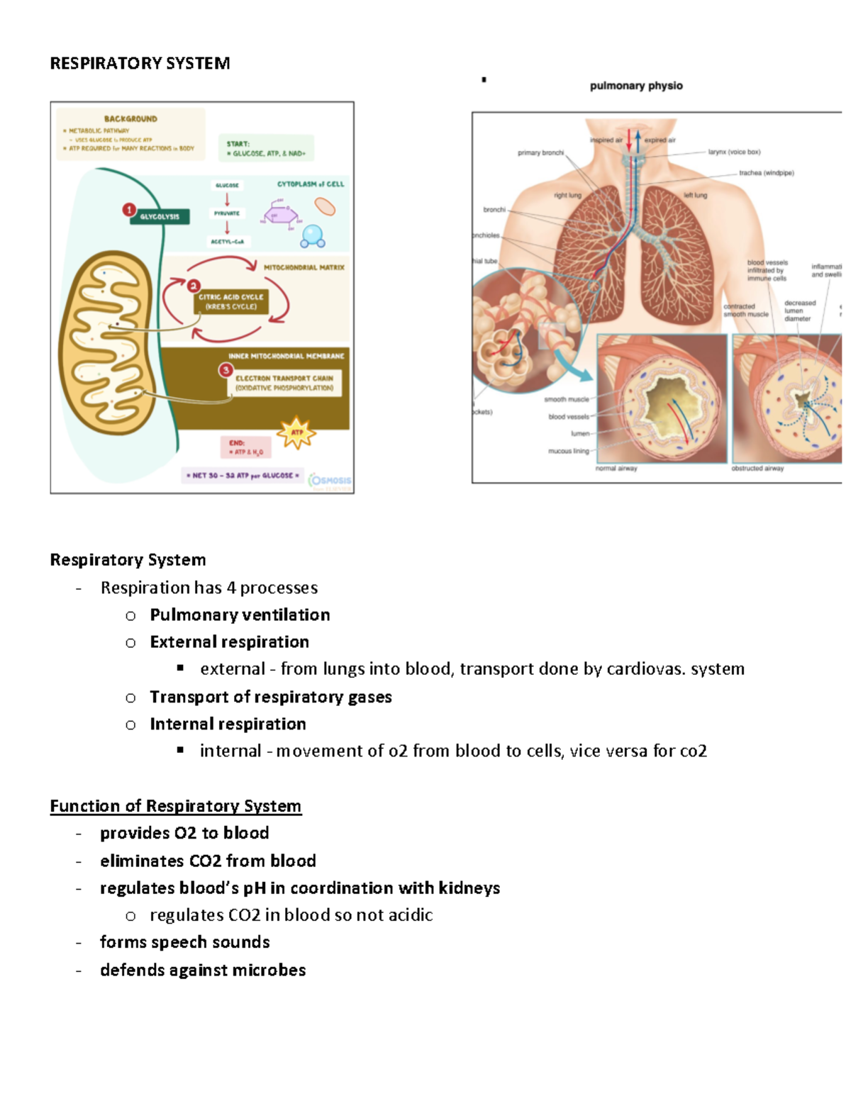 RESPiratory system overview - RESPIRATORY SYSTEM Respiratory System ...