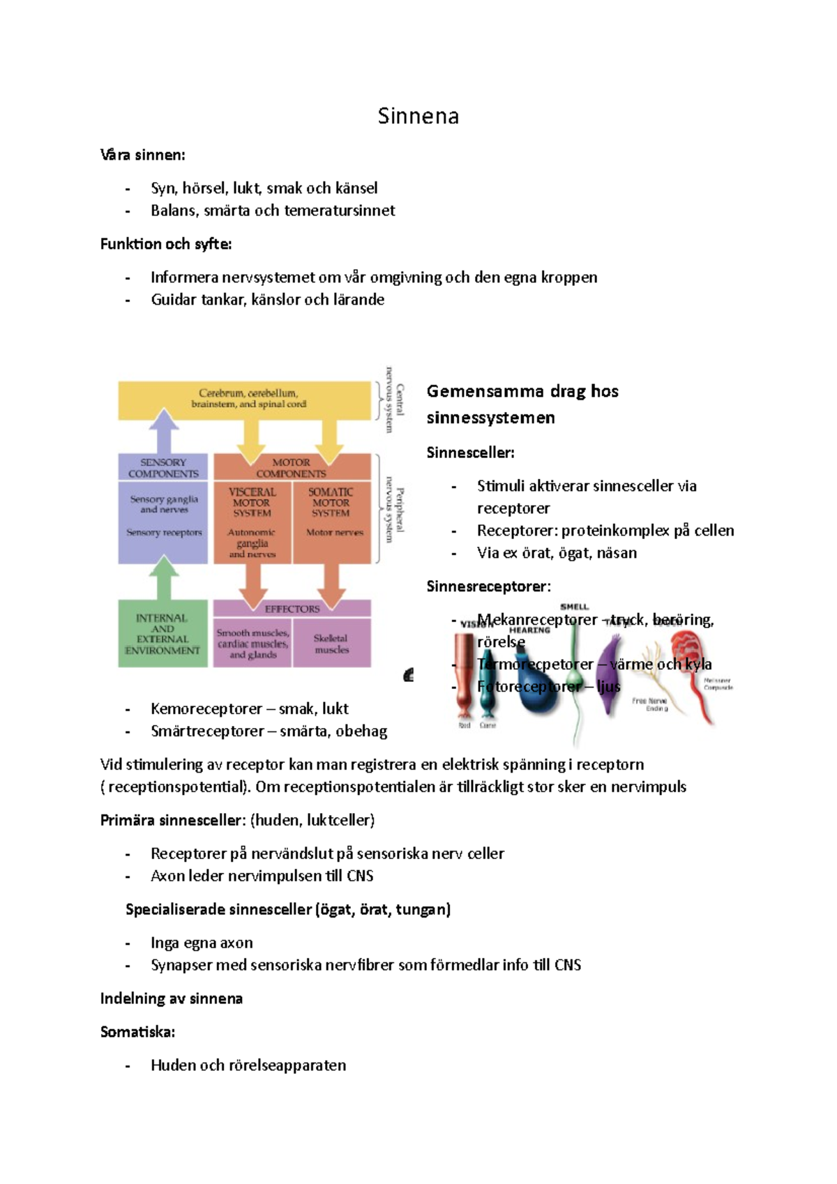 Sinnena - Sinnena Våra Sinnen: Syn, Hörsel, Lukt, Smak Och Känsel ...