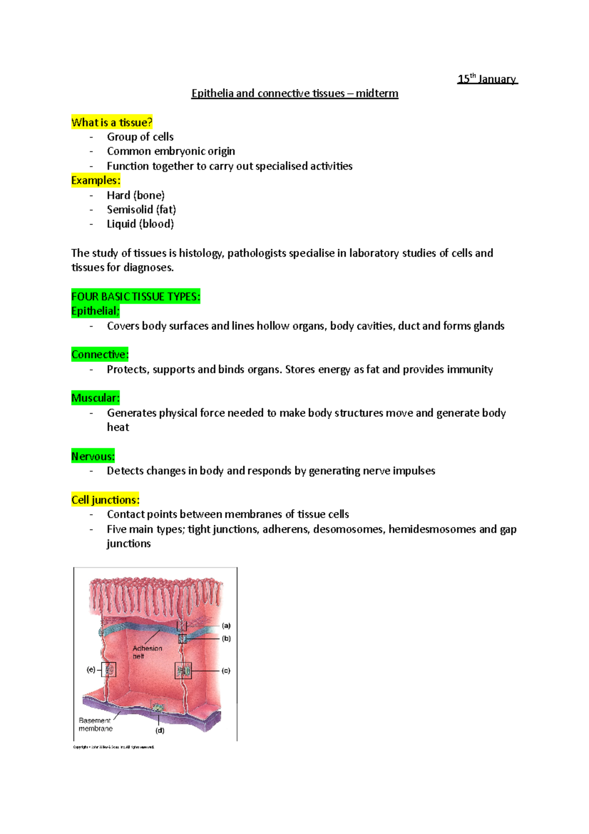 Epithelia and connective tissues ( Midterm) - 15th January - 15 th ...