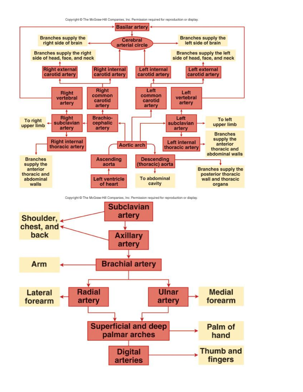 vessel-flow-chart-blood-flow-pdf-bio142-studocu