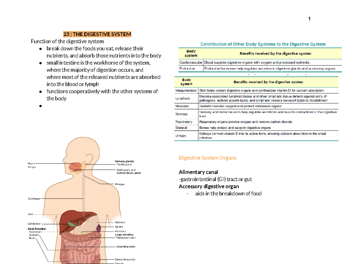 Digestive System Organs And Functions