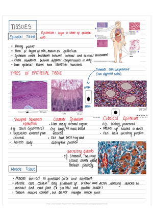 Ch4 Tissues - Ch 4 Tissues Types of Tissues 1. EPITHELIAL 2. CONNECTIVE ...