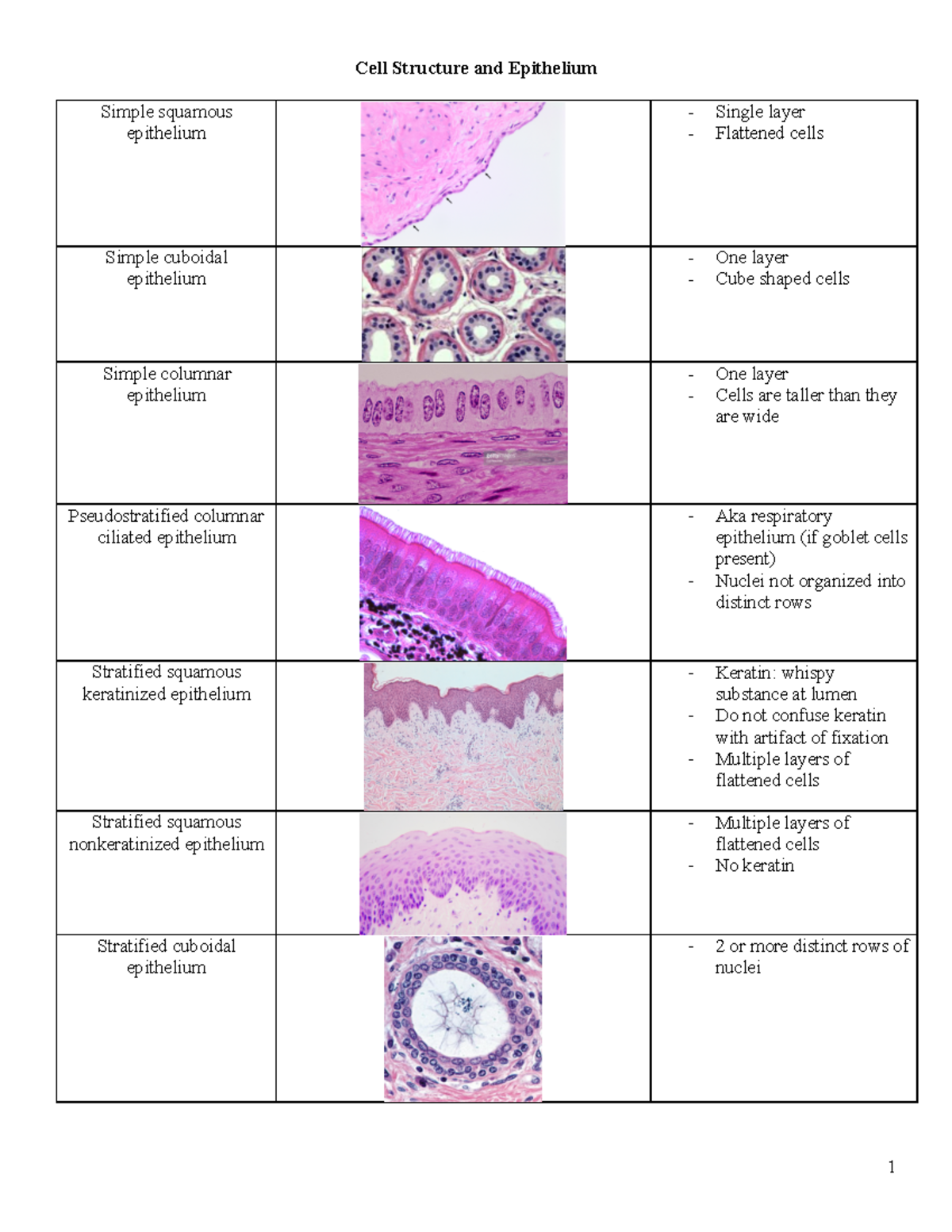 Histo lab objectives - Cell Structure and Epithelium Simple squamous ...