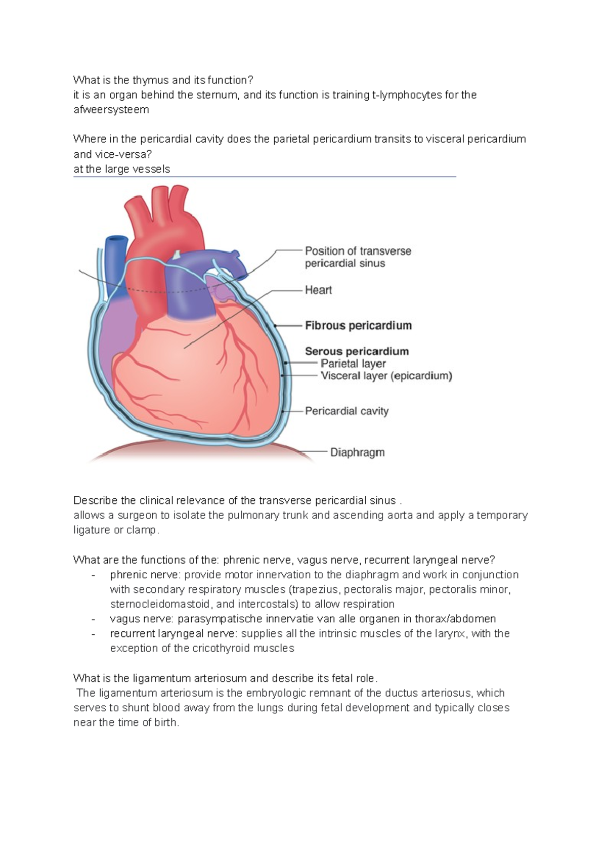 Anatomie les 5 2 november What is the thymus and its function? it is