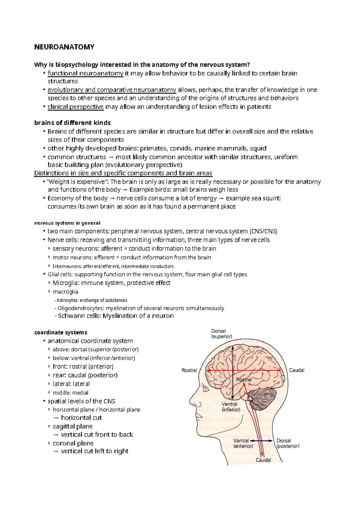 Biological Psychology - Neuroanatomy (part 1) - NEUROANATOMY Why is ...