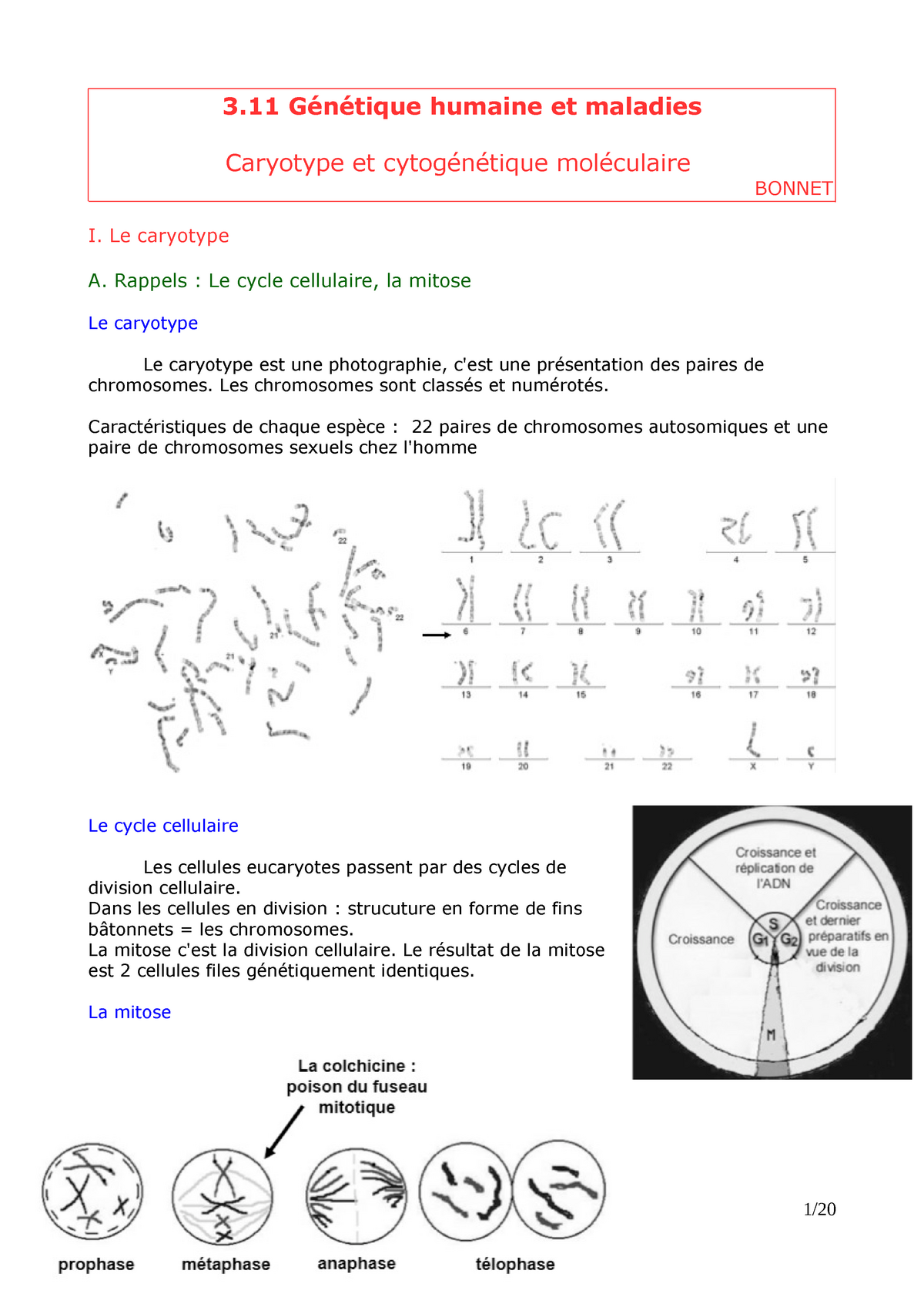 Cours Genetique Humaine Caryotype Et Cytogenetique Moleculaire 11 Tique Studocu