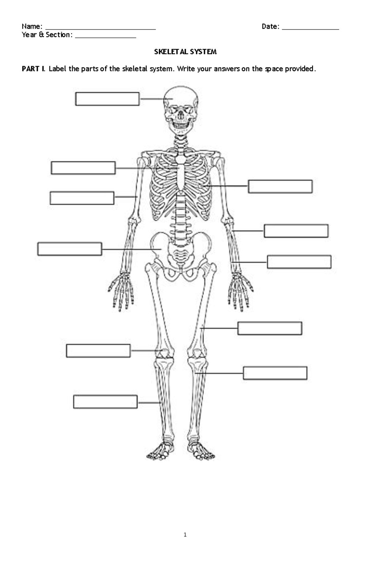 Activity-Skeletal-System - Technology for Teaching and Learning - 1 ...