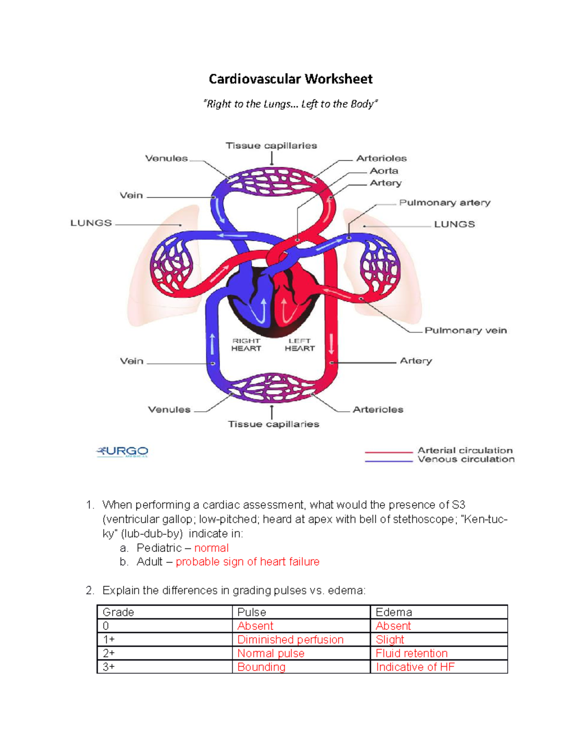 Cardiovascular Worksheet - Cardiovascular Worksheet “Right to the Lungs ...