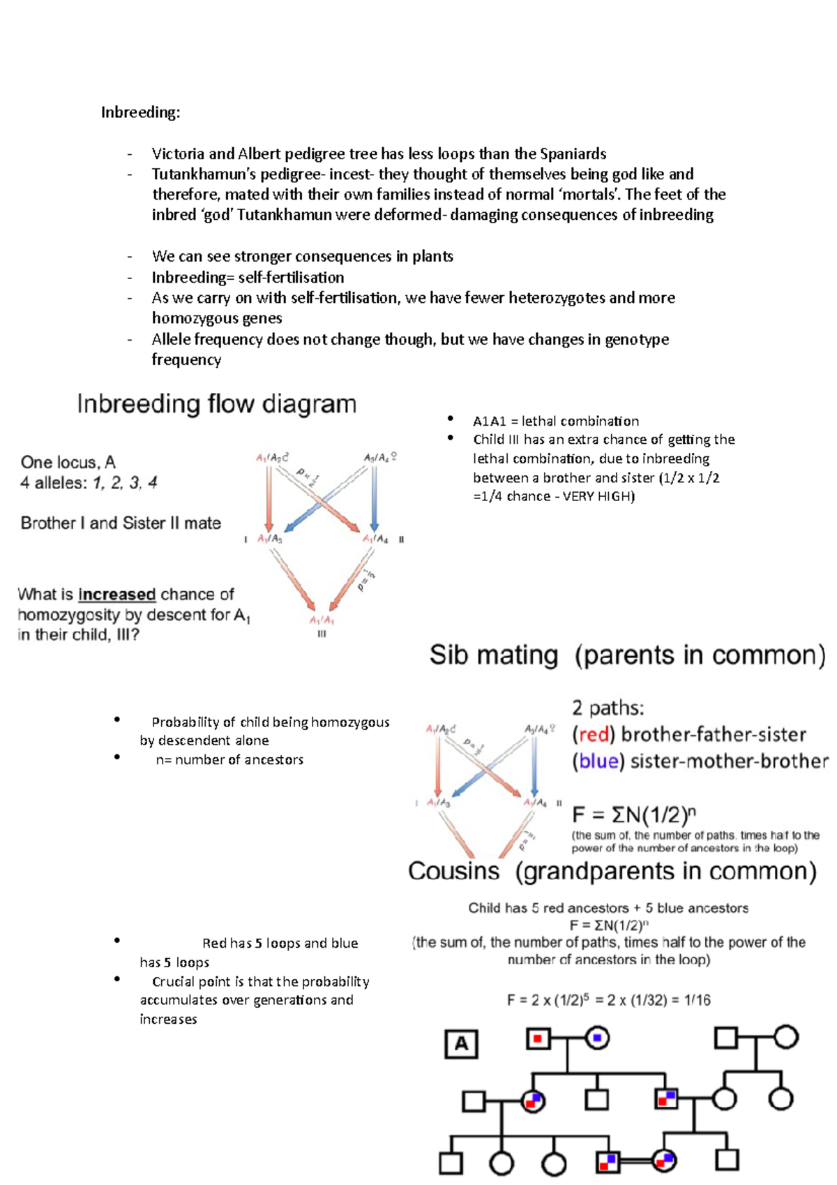Inbreeding - Lecture notes and additional research notes - Inbreeding ...