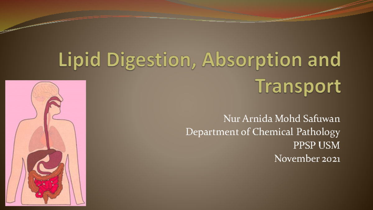 Lipid Digestion Absorption and Transport - Nur Arnida Mohd Safuwan ...