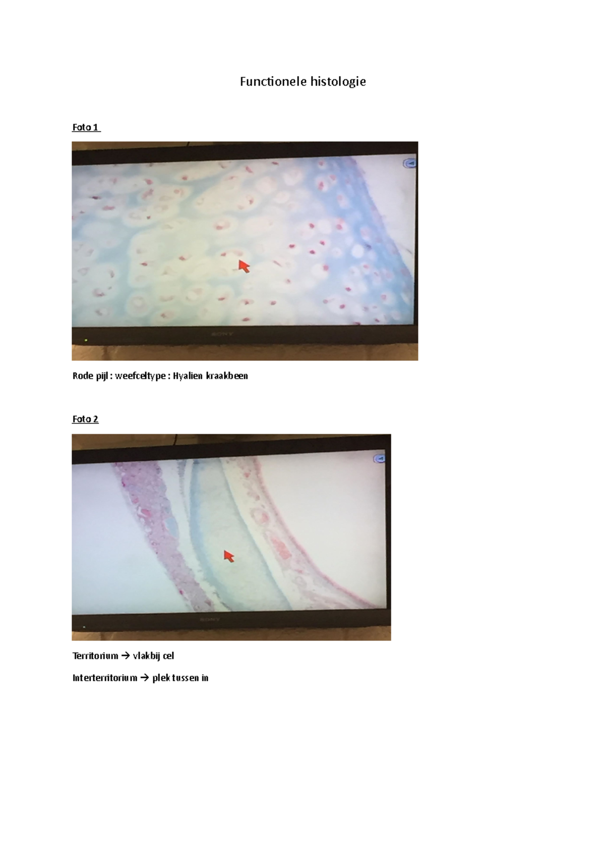 Foto S Practicum Functionele Histologie Foto Rode Pijl