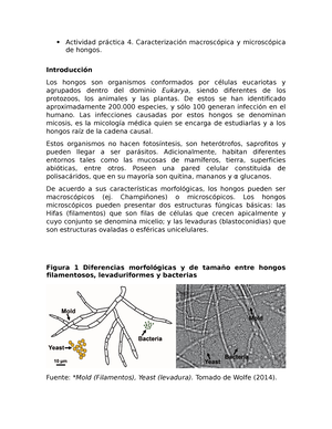 Solved Cules Son Los Pasos Del Mtodo Cientfico Y En Sus Palabras Bioestad Stica A