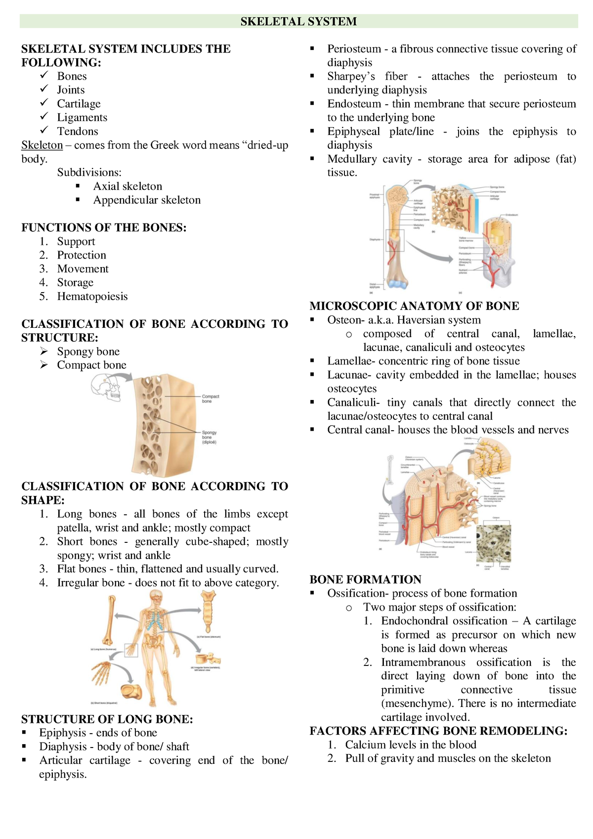 Skeletal System - SKELETAL SYSTEM INCLUDES THE FOLLOWING: Bones Joints ...