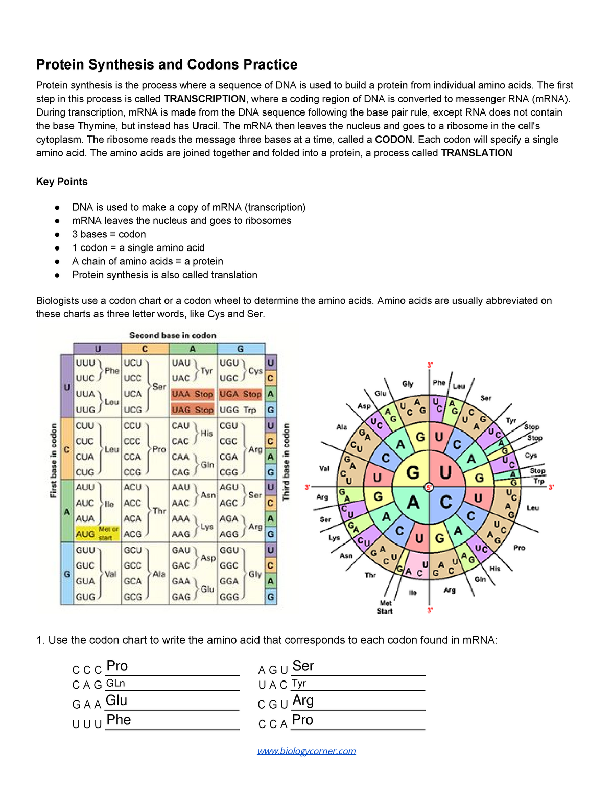 Protein Synthesis and Codons Practice fillabe-21 - Protein With Regard To Protein Synthesis Practice Worksheet