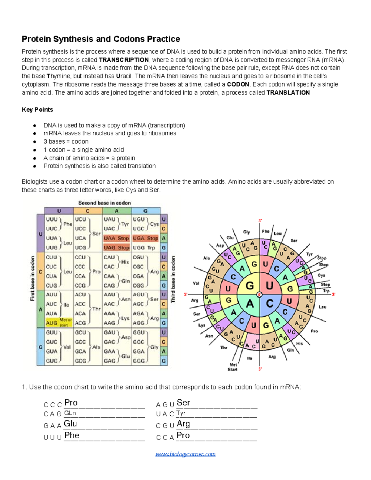 Protein Synthesis and Codons Practice fillabe-1 - Protein Synthesis and  Codons Practice Protein - Studocu