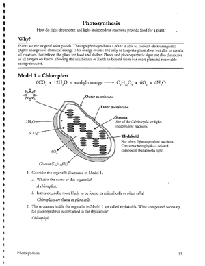 Key Pogil Cellular Respiration - Studocu