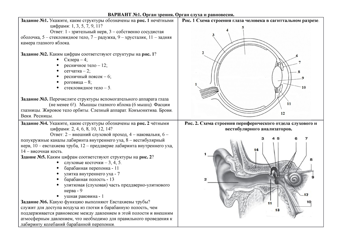 Тест по теме орган слуха 8 класс. Схема строения глазного анализатора. Схема строения вестибулярного анализатора. Строение глаза Сагиттальный разрез. Периферический отдел вестибулярного анализатора.