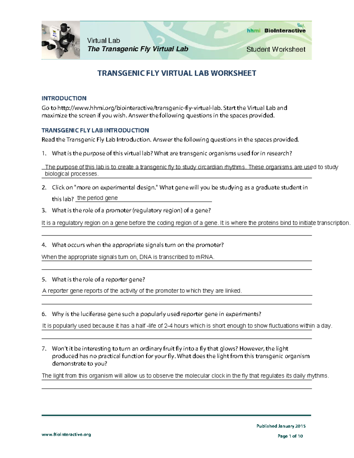 remote-transgenic-fly-lab-biointeractive-published-january-2015-student-worksheet-the