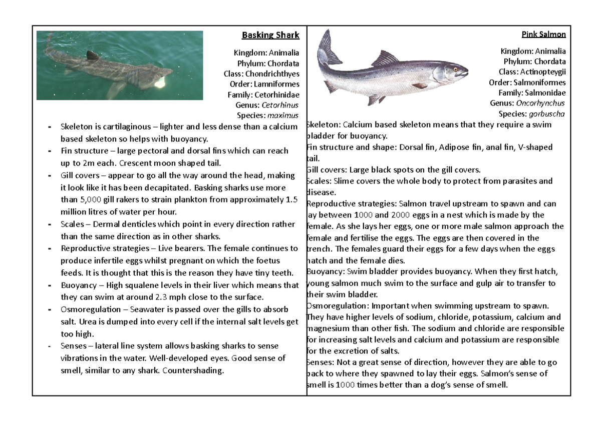 Teleost And Elasmobranchii ID Sheet - Basking Shark Pink Salmon Kingdom ...