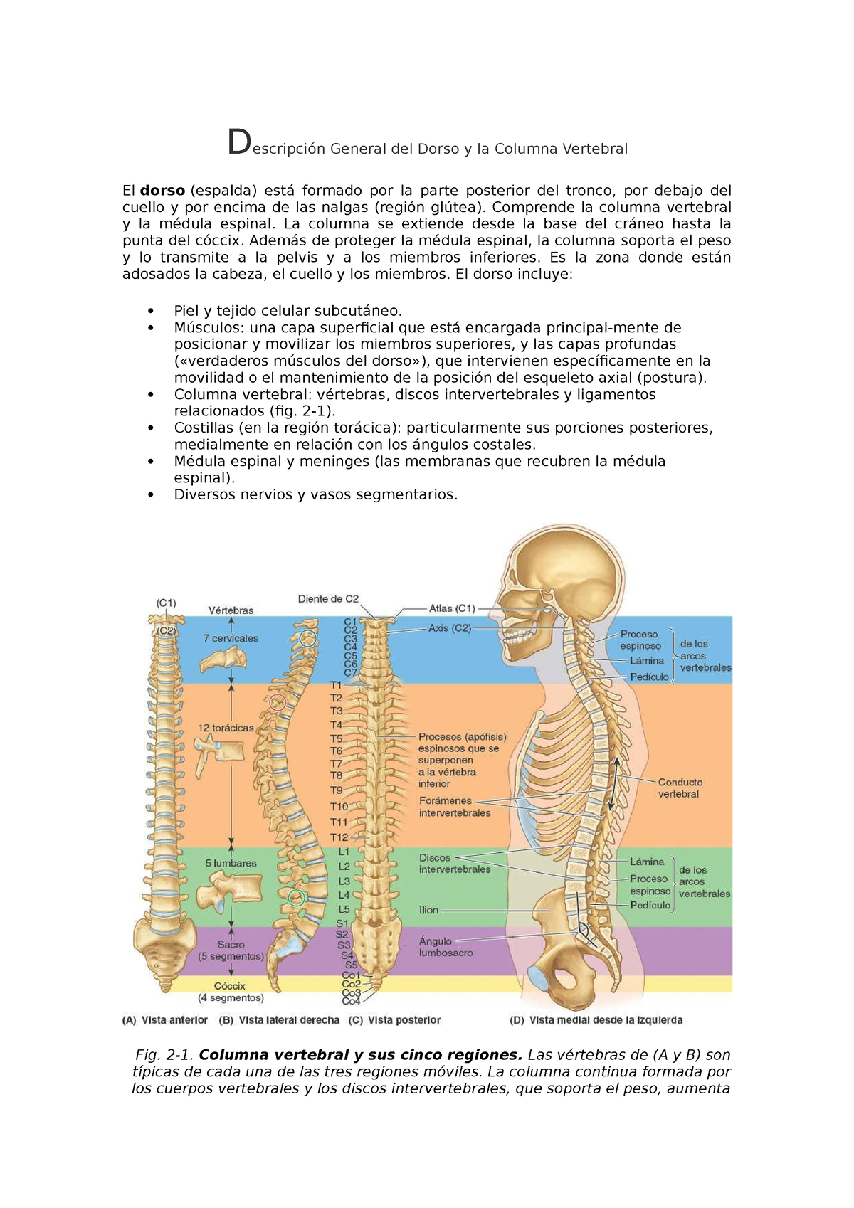 23-Músculos profundos de la columna vertebral. Visión lateral izquierda