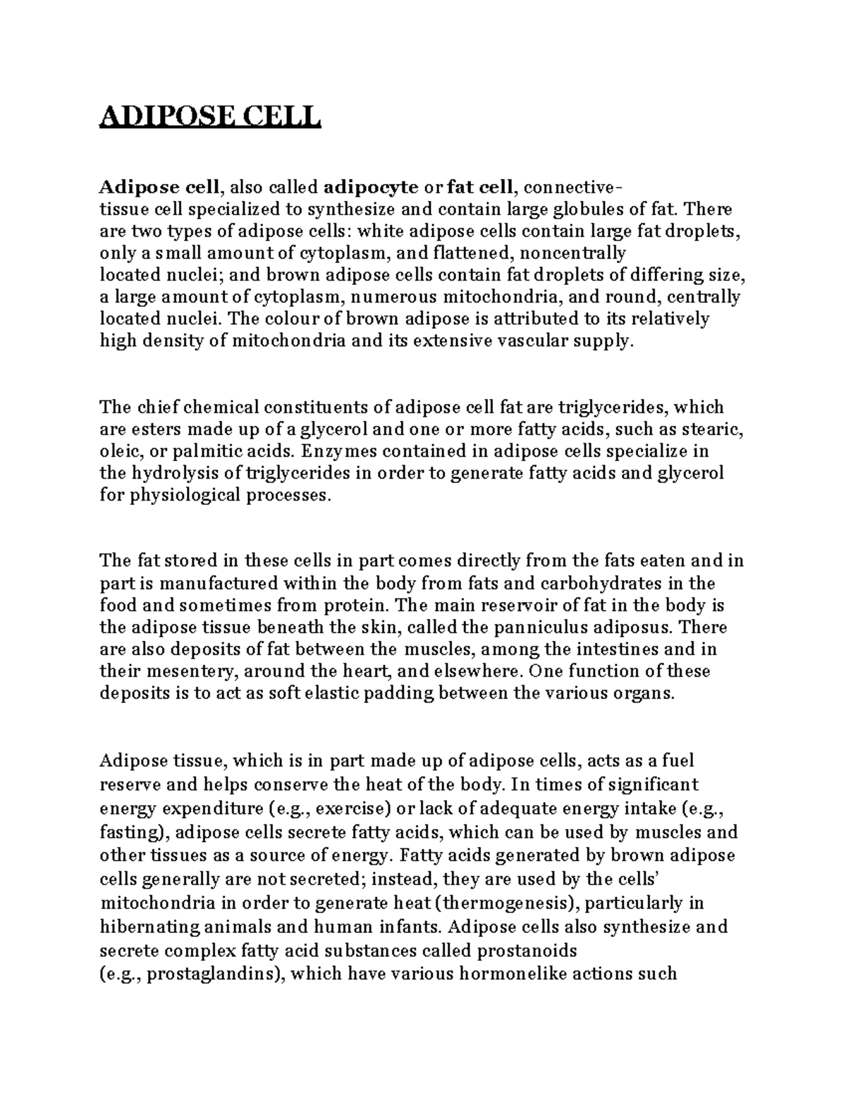 ADIPOSE cell / fat cell ADIPOSE CELL Adipose cell, also called