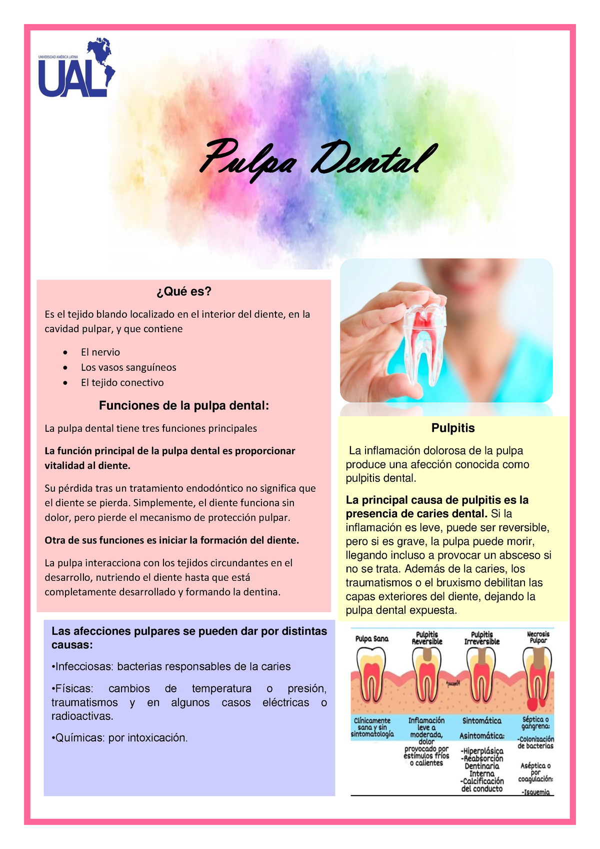 Pulpa Dental - Pulpa Dental ¿Qué Es? Es El Tejido Blando Localizado En ...