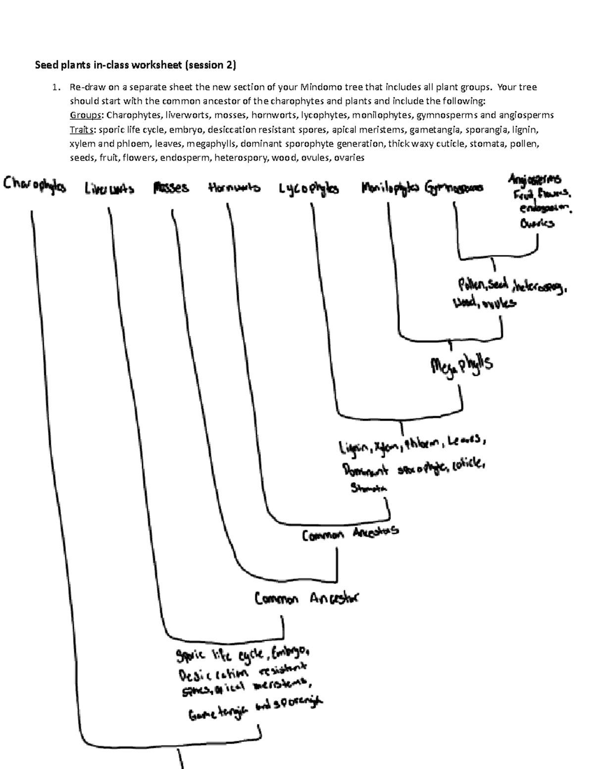 30+Seed+Plants+Worksheet+2 copy - Seed plants in-class worksheet ...