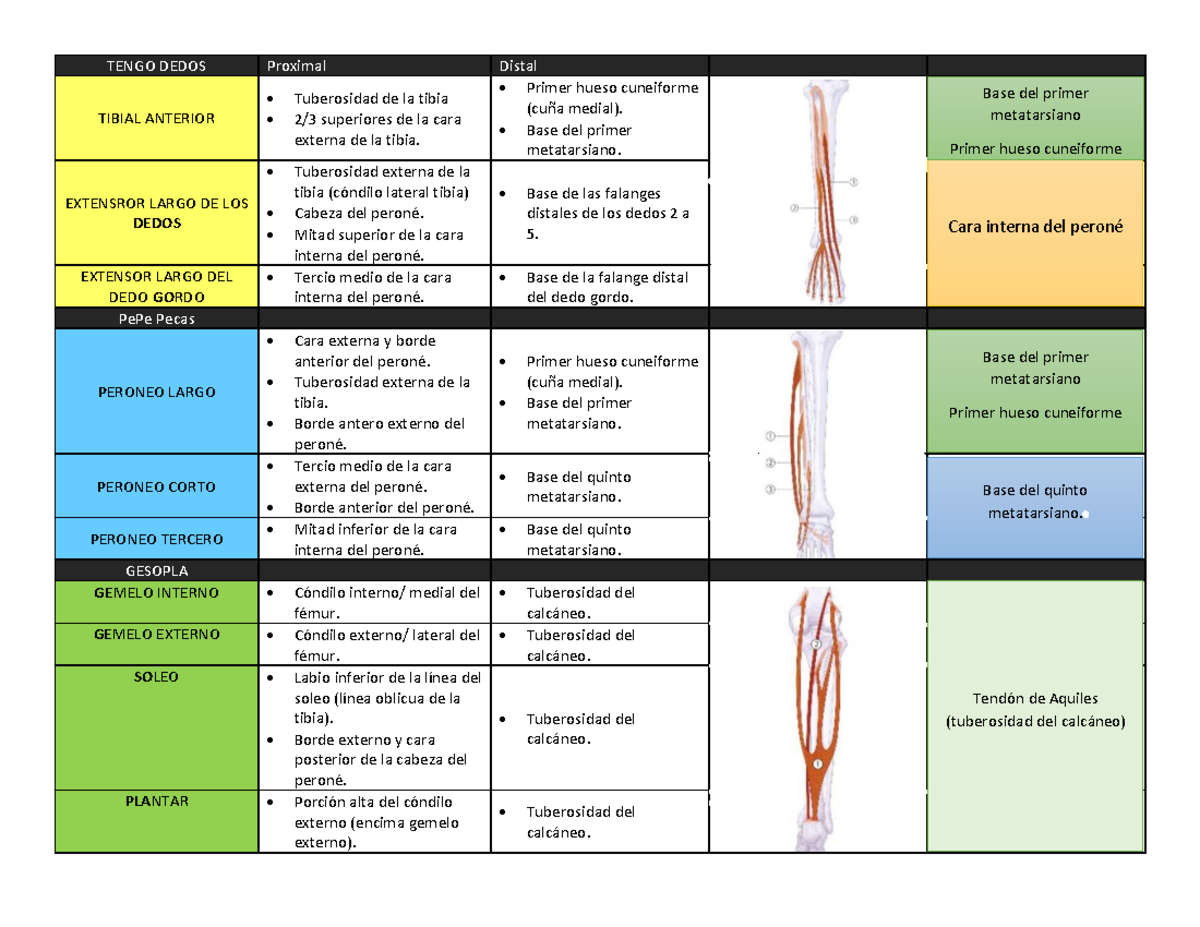 Musculatura de la pierna y pie - TENGO DEDOS Proximal Distal TIBIAL ...