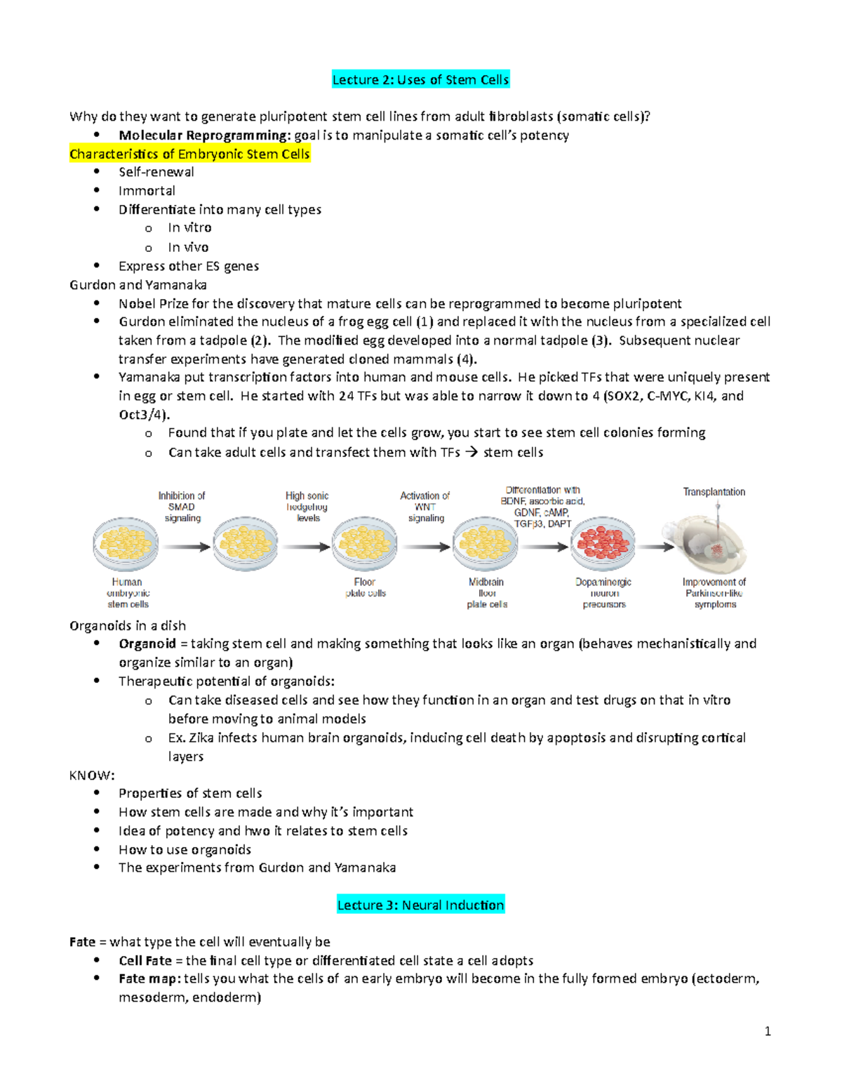Dev Neuro Midterm Notes copy - Lecture 2: Uses of Stem Cells Why do ...
